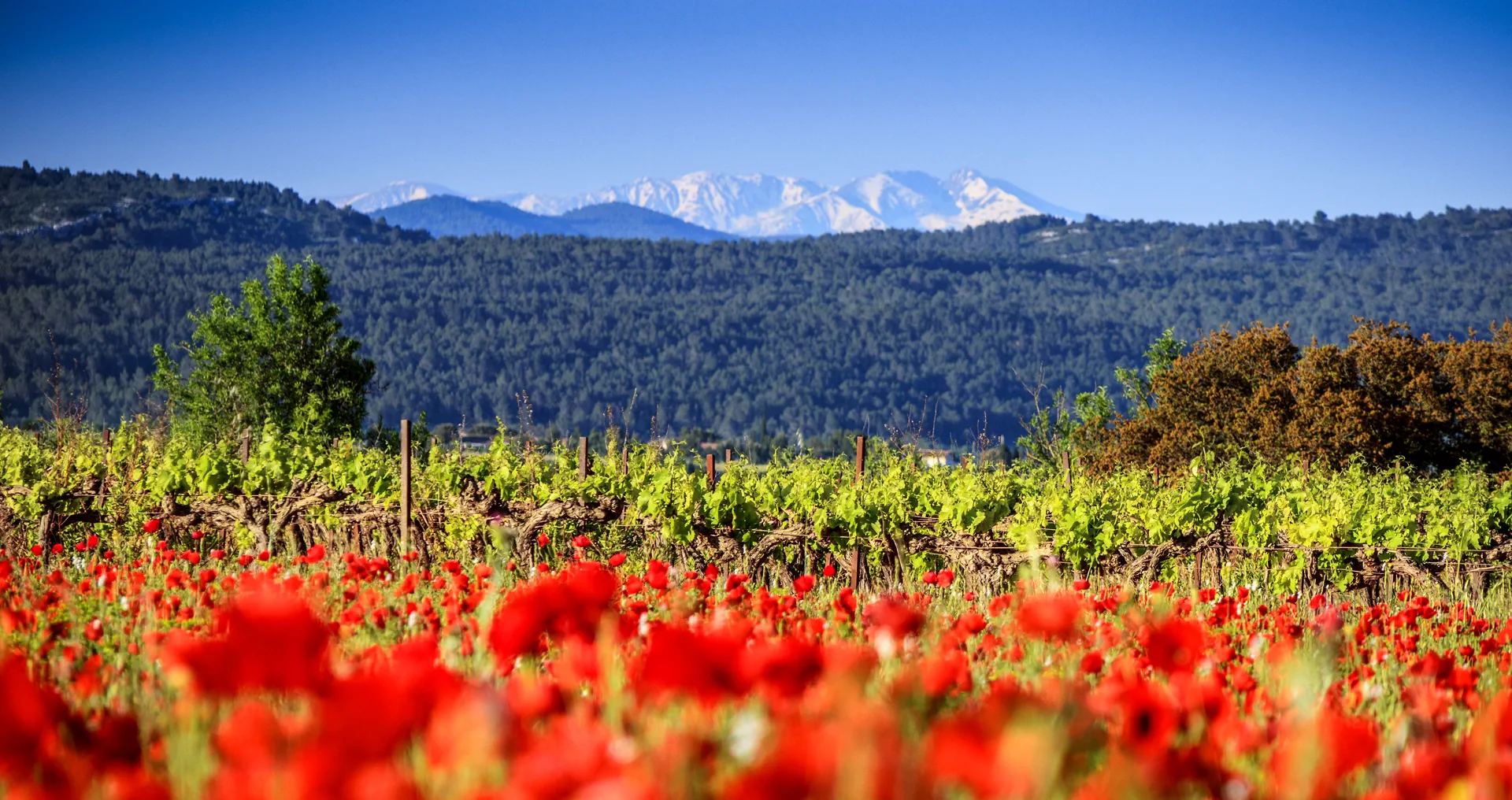 Domaine le Champ des Murailles