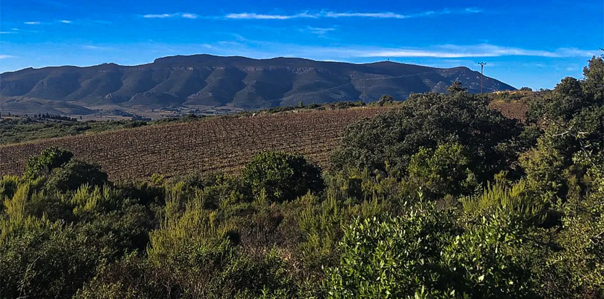 Bertrand-Bergé – AOP Fitou