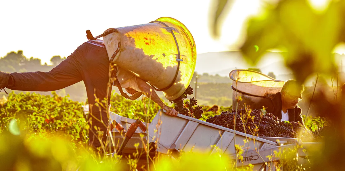D’une viticulture propriétaire à un engagement plus large