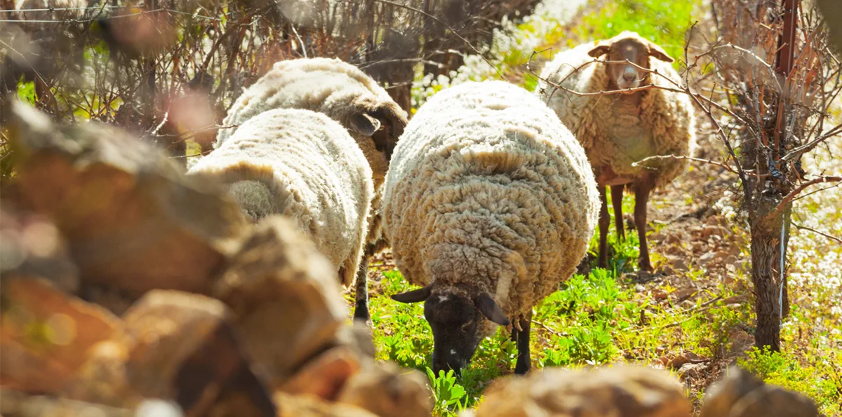 Biodiversité et engagement