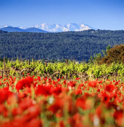 Domaine Le Champ des Murailles