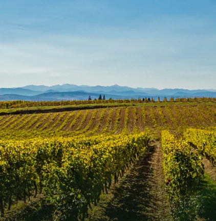 Château Rives Blanques