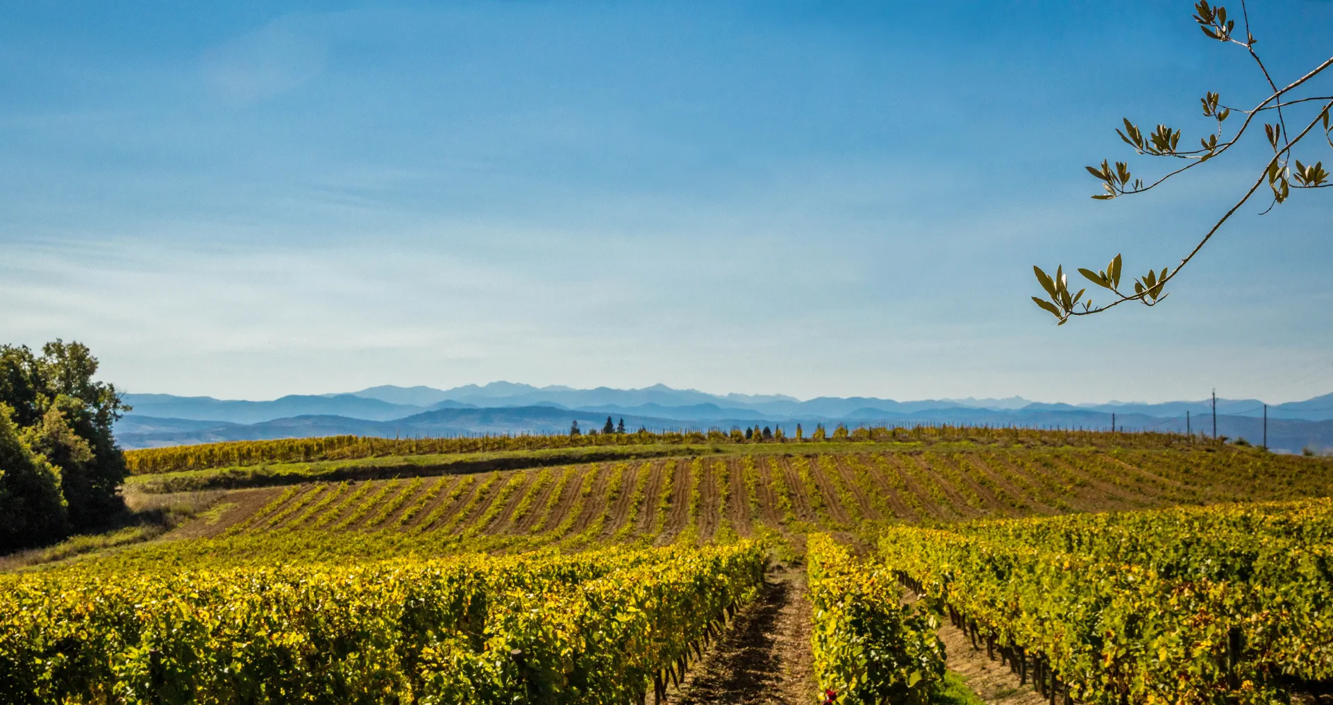 Château Rives-Blanques